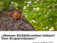 Eichh�rnchen und ihre 'Ersparn�sse'