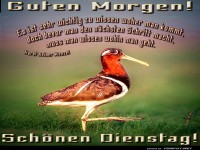 Dienstag mit Vogelweisheiten
