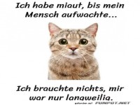 Katzendrama um Mitternacht