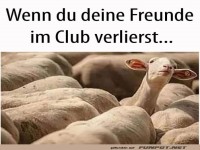 Wo sind die Party-Schafe?