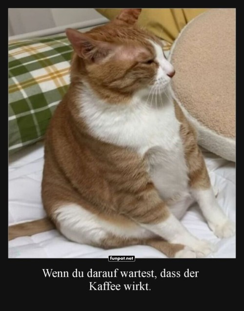 Kater-im-Tiefschlaf-Modus.jpg auf www.funpot.net
