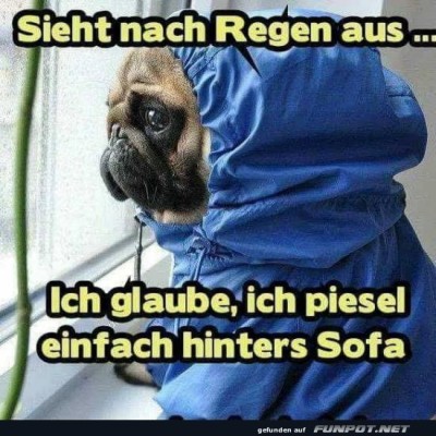 Pfotenschutz:-Regenmantel-versus-Sofa.jpg von Leona