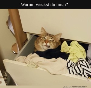 Schlafender-Kater-im-Klamottenstuhl.jpg auf www.funpot.net