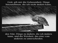 Eule beim Regen-Meditationskurs