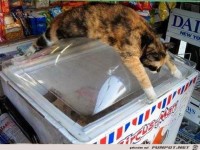 ways you can tell it is definitely summer 640 23