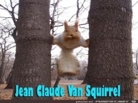Eichhrnchen - Jean Claude