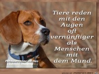 Tiere reden mit den Augen