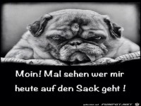 Moin