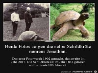 Schildkr�te