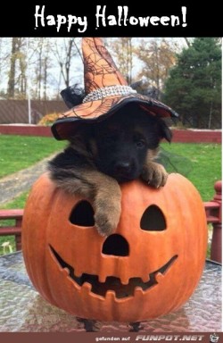 Halloween.jpg auf www.funpot.net