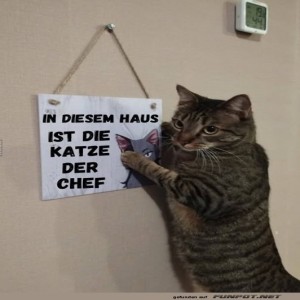 fun-Bild: Katze als Chef des Hauses