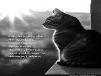 Philosophische Katze bei Sonnenaufgang