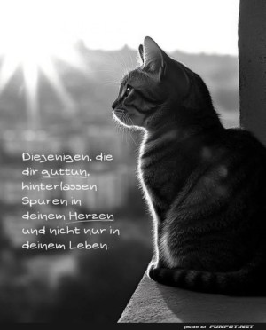 Philosophische-Katze-bei-Sonnenaufgang.jpg auf www.funpot.net