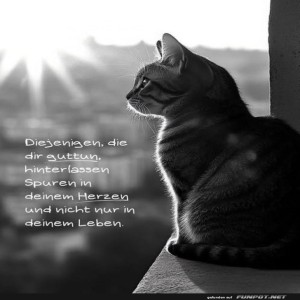 herz-Bild: Philosophische Katze bei Sonnenaufgang