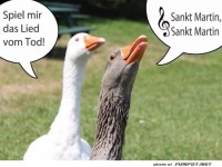 Gnse-Chor: Drama trifft Klassiker!