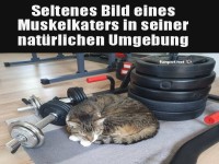 Der geheime Trainingspartner jeder Bodybuilder