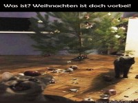 Katzen vs. Baum: Die R�ckrunde!