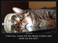 Katzenphilosophie in Aktion: Was, wenn sie uns haben?