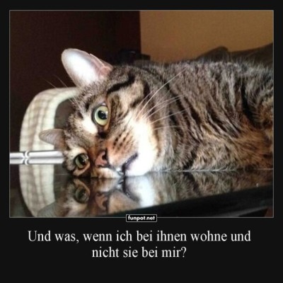 Katzenphilosophie-in-Aktion:-Was,-wenn-sie-uns-haben?.jpg von Lennox44