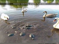 Schildkr�ten-Fightclub