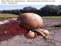 Wie M�nner entstehen