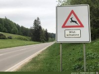 Komische Wildschweine