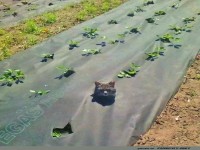 Versteckspiel: Katze im Erdbeerfeld entdeckt