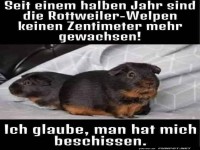 berraschung: Rottweiler im Miniformat!