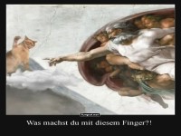 Himmlischer Katzenstreich