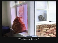 Fensterbank-Flirt: Katzenromantik ohne Grenzen!