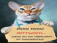 Katzenlicher Start in den Mittwoch