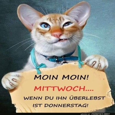 Katzenlicher-Start-in-den-Mittwoch.jpg von Clarissa