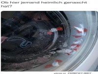 Naschkatze im Waschmaschinen-Chaos