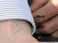 Bienenstich
