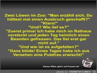 Zwei L�wen im Zoo