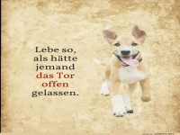 Lebensfreude wie ein freier Hund