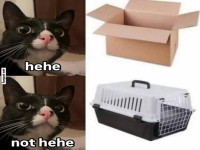 Katze und Transportbox Humor