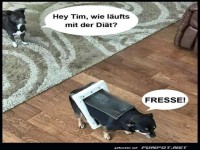 Tierische Kommunikation und Humor