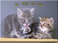 Zwei se Ktzchen auf einem gemtlichen Platz