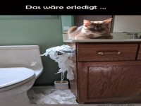 Katzenlogik: Klopapier-Chaos gemeistert!