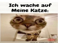 Morgens trifft Reality auf Katzenblick