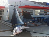 24739 pic-dump-264-4 -Anglerglck