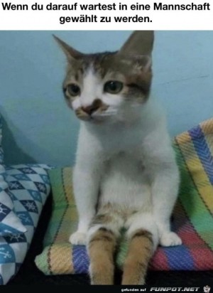 Katze-wartet.jpg auf www.funpot.net