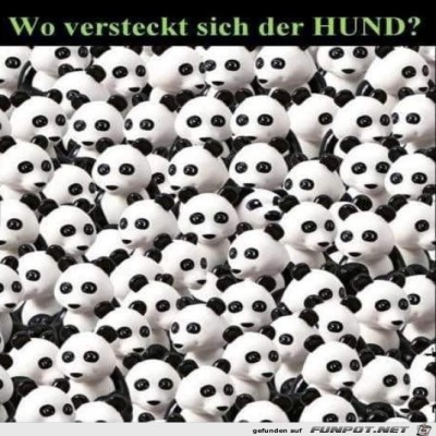 Wo-ist-der-Hund?.jpg von Randy