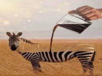 Zebra wird mit Kaffee gef�llt