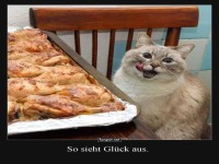 Katzenfreude pur: Geflgelalarm!