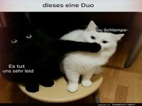 Wenn Katzen Konflikte lsen
