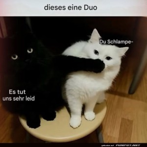 fun-Bild: Wenn Katzen Konflikte lösen