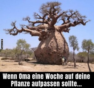 fun-Bild: Der Baum, den Oma wachsen ließ