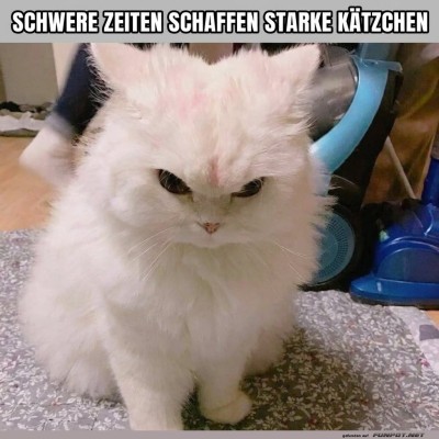 Kampfbereit-wie-ein-L&ouml;we-im-Katzenk&ouml;rper.jpg von Schwesterchen